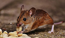 24 Hour & Emergency Exterminators in S Mountain, PA